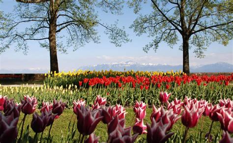 morges tulpen|Tulip Festival in Morges – Newly Swissed Online。